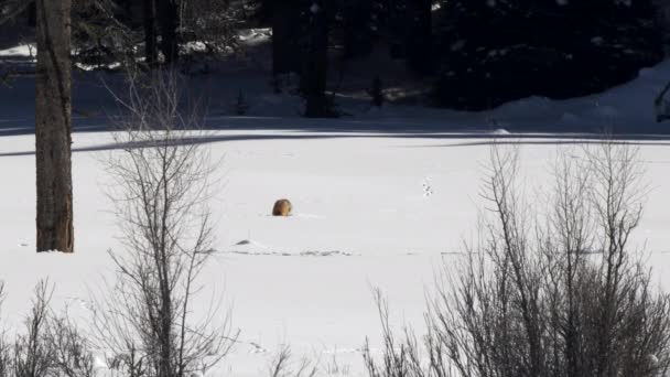 Invierno Largo Tiro Zorro Rojo Excavando Nieve Profunda Parque Nacional — Vídeos de Stock