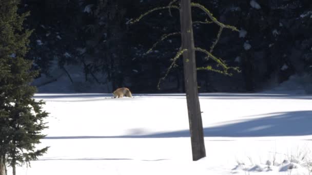 Long Shot Red Fox Feed Small Rodent Winter Snow Yellowstone — Stok Video