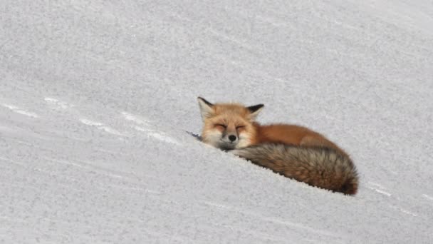 Κοντινή Θέα Μιας Κόκκινης Αλεπούς Που Αναπαύεται Στο Χειμερινό Χιόνι — Αρχείο Βίντεο