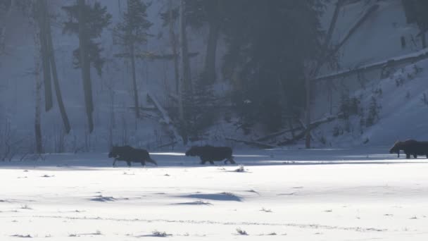 Зимовий Знімок Стада Лося Йде Через Засніжене Поле Національному Парку — стокове відео