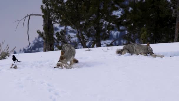 在美国怀俄明州的黄石国家公园 两只狼咬着尸体的骨头开枪射击 — 图库视频影像