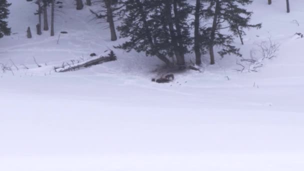 Odległe Ujęcie Wilków Żywiących Się Łosią Podczas Burzy Śnieżnej Parku — Wideo stockowe