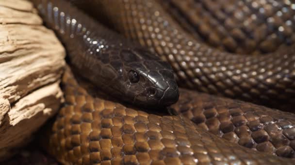 Perto Cabeça Uma Cobra Taipan Interior Altamente Venenosa Austrália — Vídeo de Stock