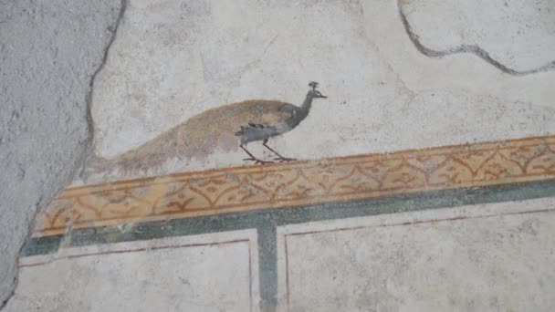 Zoom Μια Τοιχογραφία Παγώνι Στον Τοίχο Ενός Σπιτιού Ερείπια Pompeii — Αρχείο Βίντεο
