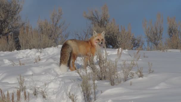 美国怀俄明州怀俄明州黄石国家公园 一只红狐站在雪山上的冬照 — 图库视频影像