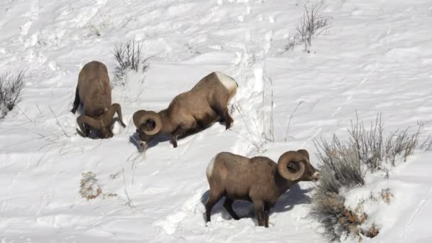 Téli Lövés Egy Csapat Három Bighorn Kosok Táplálkozás Bokrok Yellowstone — Stock videók