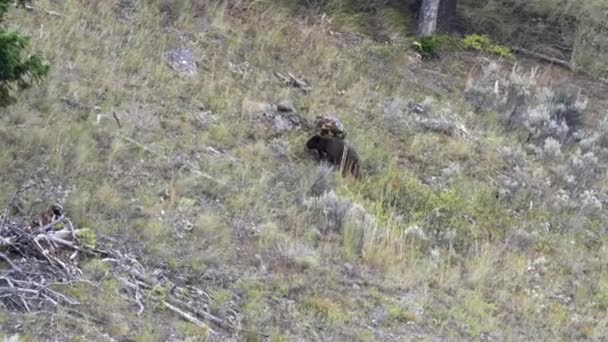 アメリカ ワイオミング州 イエローストーン国立公園のラマー渓谷の丘を登る黒クマ — ストック動画