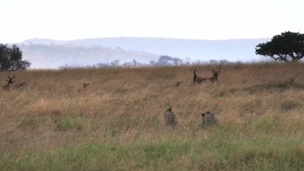 Para Gepardów Powoli Zbliża Się Antylopy Hartebeest Parku Narodowym Serengeti — Wideo stockowe