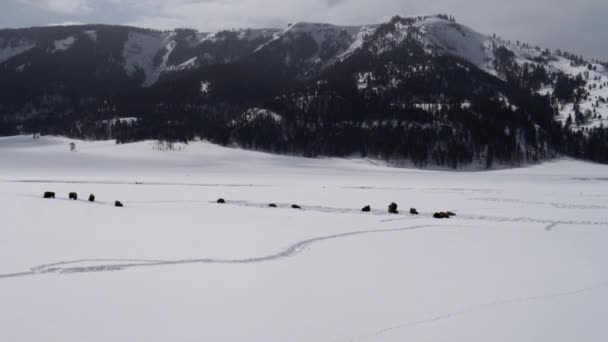 Širokoúhlá Pánev Bizonů Lamar Valley Během Zimy Yellowstone National Park — Stock video