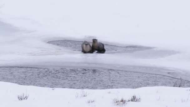 Зимний Снимок Пары Речных Выдр Смотрящих Камеру Национальном Парке Йеллоустон — стоковое видео