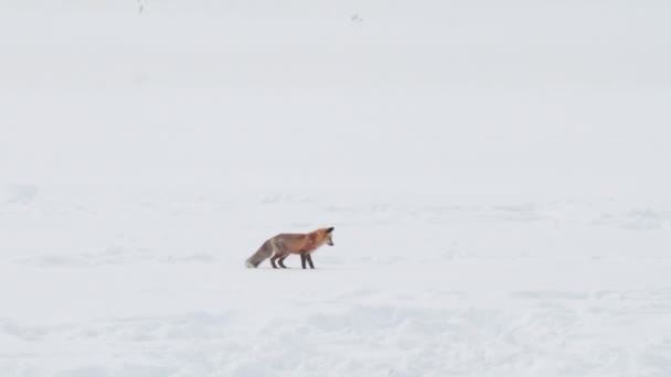 Υψηλής Ταχύτητας Πλαίσιο Κλιπ Από Μια Κόκκινη Αλεπού Καταδύσεις Κεφάλι — Αρχείο Βίντεο