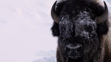 Wyoming, ABD 'deki Yellowstone Ulusal Parkı' nda karla kaplı bir bizonun başı aşırı yakındı.