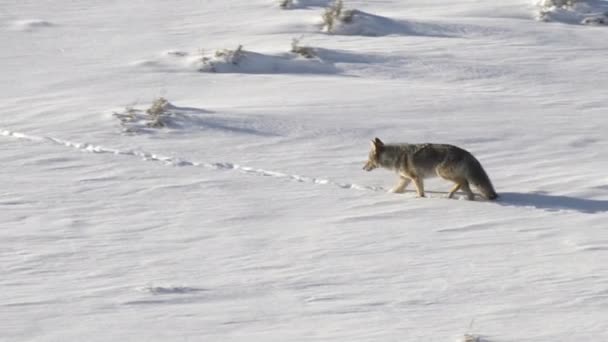 Zimní Sledovací Záběr Osamělého Kojota Procházejícího Sněhem Yellowstonském Národním Parku — Stock video