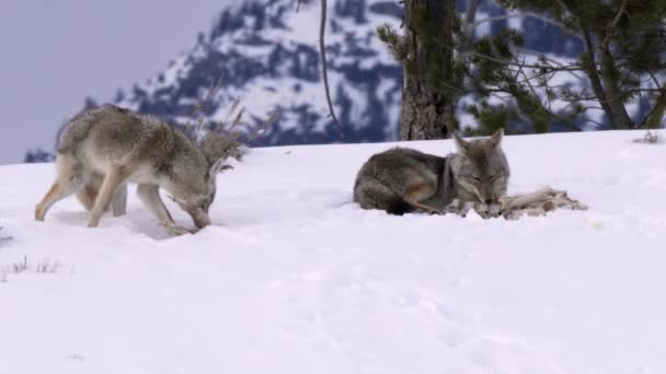 Clip Invernale Pacchetto Coyote Che Mastica Ossa Nel Parco Nazionale — Video Stock