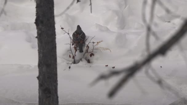 Зимний Клип Куропатки Снежном Берегу Реки Йеллоустонском Национальном Парке Монтане — стоковое видео