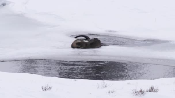 Winteropname Van Een Paar Rivierotter Die Elkaar Verzorgen Yellowstone National — Stockvideo