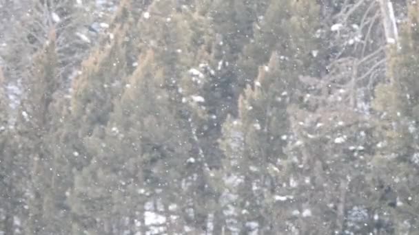 Lassított Felvételű Hullik Yellowstone Nemzeti Parkban Téli Vihar Idején — Stock videók