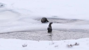 Montana, ABD 'deki Yellowstone Ulusal Parkı' nda su samurunun küçük bir balığı yediği kış görüntüsü.