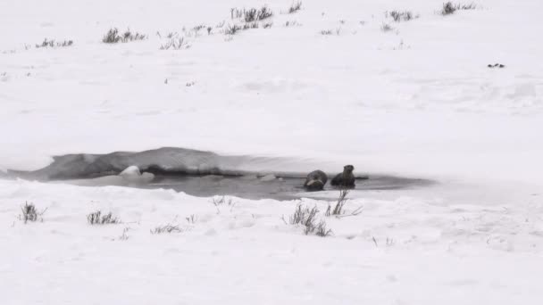 モンタナ アメリカのイエローストーン国立公園で記録したものを共有したくない大きな魚と泳ぐ川オタクの冬のショット — ストック動画
