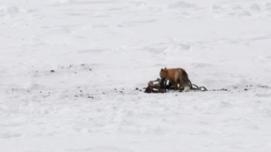 Wyoming, ABD 'deki Yellowstone Ulusal Parkı' nda bizon leşi yiyen bir kızıl tilkinin kış çekimi.