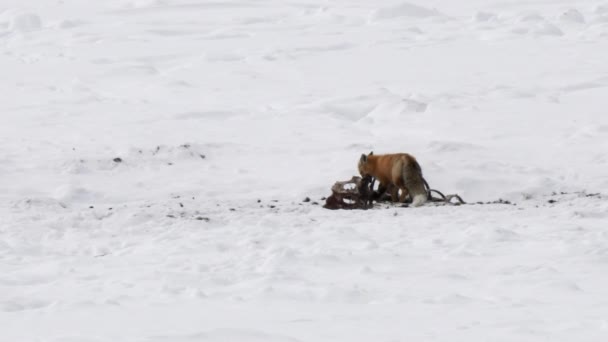 Téli Lövés Egy Vörös Róka Guberálás Egy Bölény Tetem Yellowstone — Stock videók