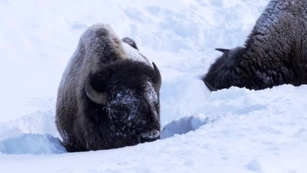 Clip Invierno Dos Bisontes Busca Hierba Nieve Profunda Parque Nacional — Vídeos de Stock