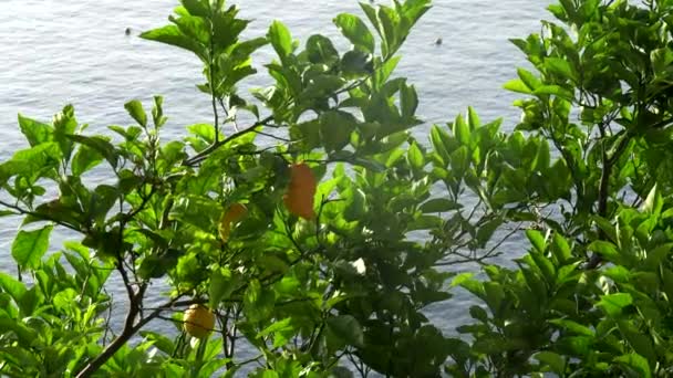 Güney Talya Nın Alamfi Kıyısındaki Bir Ağaçta Olgunlaşmış Birkaç Limonu — Stok video