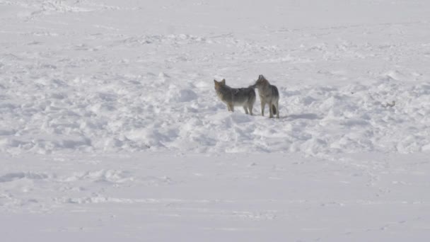 Зимовий Знімок Пари Койотів Стоїть Снігу Національному Парку Вайомінг Сша — стокове відео
