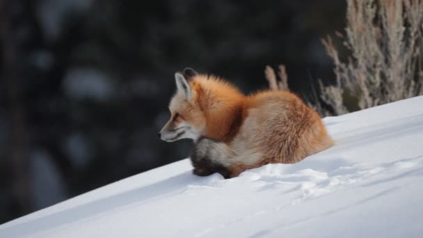 Winter High Frame Rate Clip Red Fox Looking Resting Snow — Stock Video