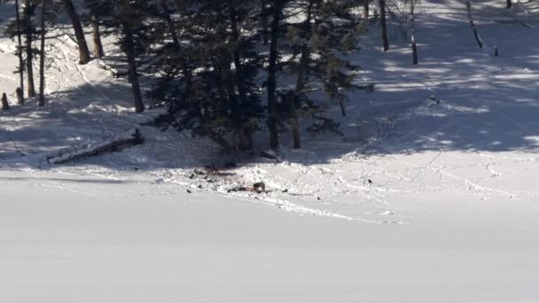 在美国怀俄明州的黄石国家公园里 一只狼在冬天把乌鸦从麋鹿的尸体上赶走的遥不可及的镜头 — 图库视频影像