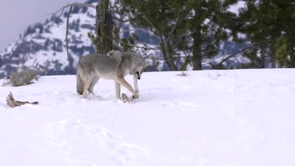 Clip Invernale Coyote Che Mastica Osso Della Gamba Una Carcassa — Video Stock