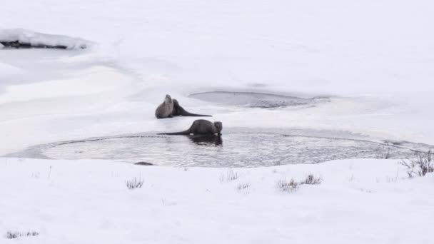 River Otter Drinks Partly Frozen Pond Winter Yellowstone National Park — Stock Video