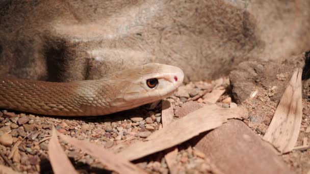世界上第三大毒蛇 来自澳大利亚北部的危险的沿海大羚羊的近处 — 图库视频影像