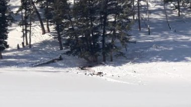 Wyoming, ABD 'deki Yellowstone Ulusal Parkı' nda kış karında oynayan bir kurt sürüsü.