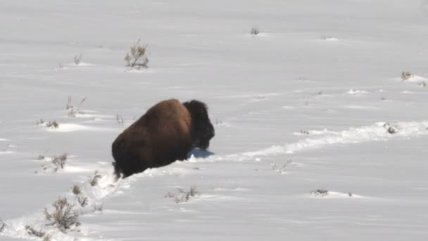High Frame Rate Tracking Shot Bison Walking Deep Snow Yellowstone — Stok Video