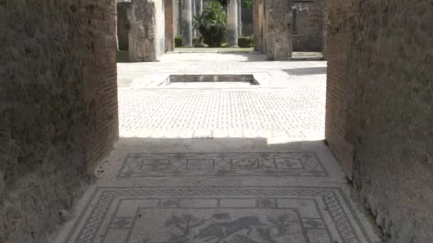 Napoli Yakınlarındaki Pompei Harabelerinde Yaban Domuzu Avlayan Bir Köpek Mozaiğinin — Stok video