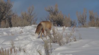 Kızıl Tilki 'nin Wyoming, ABD' deki Yellowstone Ulusal Parkı 'nda dönüşünün kış çekimi.