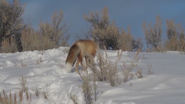 Vinter Skott Röd Räv Vänder Och Går Iväg Yellowstone Nationalpark — Stockvideo
