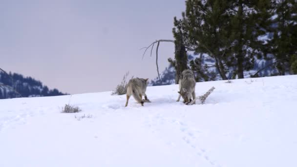 Передний Задний Снимок Двух Койотов Кормящихся Йеллоустонском Национальном Парке Монтане — стоковое видео