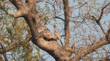 Yüksek çerçeve oranı, Hindistan, Agriada bir ağaçta bir çift kızılderili gri boynuz gagasını kırpıyor.
