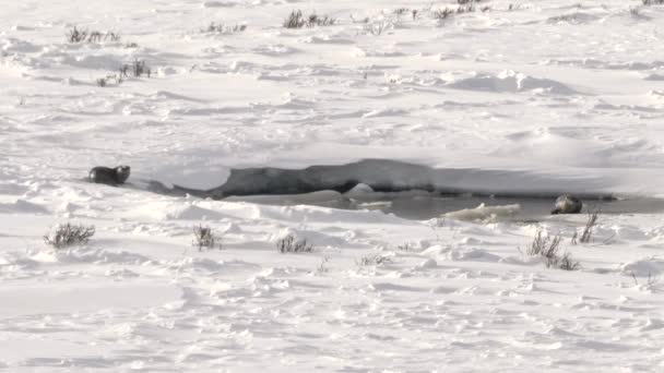 Winter Shot Playful River Otter Scooping Snow Its Head Yellowstone — Stock Video