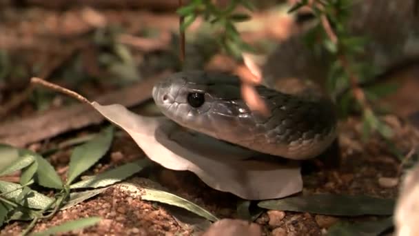 Primer Plano Una Serpiente Tigre Cautiva Moviendo Lengua Las Serpientes — Vídeos de Stock