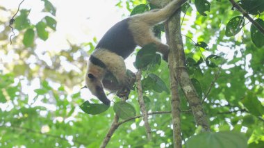 Kosta Rika 'daki Corcovado Ulusal Parkı' ndaki yağmur ormanlarında ağaçtan sarkan ve karıncaları yiyen küçük bir karıncayiyen.