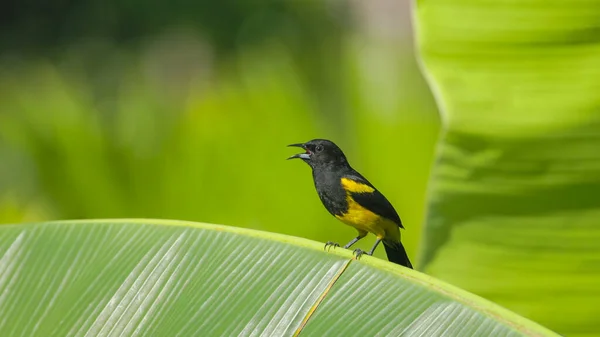 Costa Rica Daki Boca Tapada Muz Yaprağına Atlayan Siyah Inekli — Stok fotoğraf