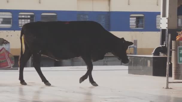 Krowa Poszukująca Pożywienia Koszach Dworcu Kolejowym Agra Indie — Wideo stockowe