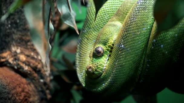 Zoom Avant Sur Tête Python Vert Enroulé Dans Arbre — Video