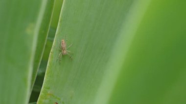 Yüksek çerçeve sürat klibi, aşağıya bakan tehlikeli bir örümceği gösteriyor. Helpis minitabunda, Avustralya 'da yaşayan bir örümcek türü.