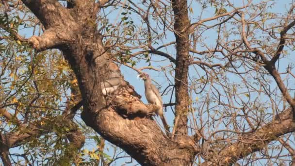 两个灰色角嘴鸟啄食树洞的高帧率夹 可能用来筑巢 — 图库视频影像