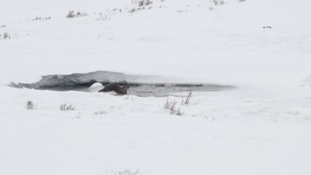 Korkea Runkonopeus Puolella Näkymä Saukko Syö Kalaa Talvella Yellowstone Kansallispuistossa — kuvapankkivideo