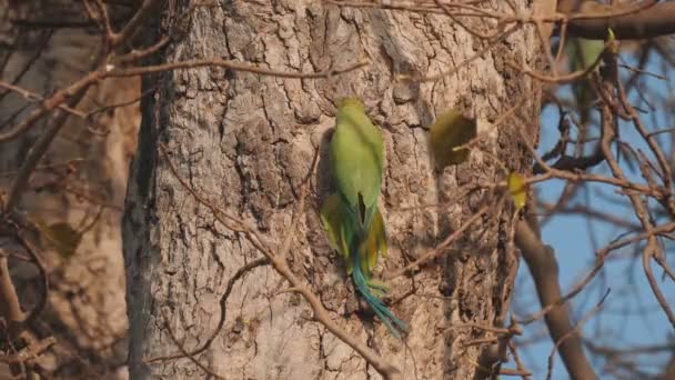 高フレームレートクリップ インドのアグラの木に巣の空洞に入るローズリングパレット — ストック動画